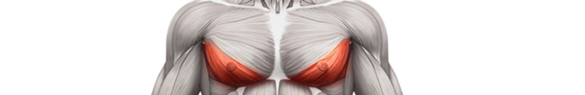 lower chest anatomy