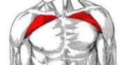 Upper chest exercises illustrated with detailed upper chest anatomy.
