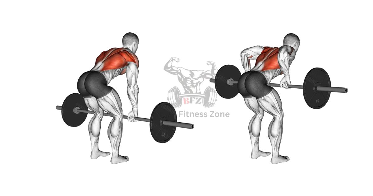 Barbell Rows Exercise